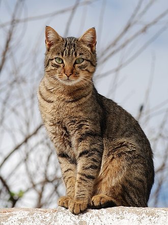 Felis catus