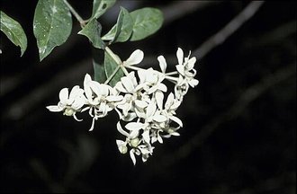 Gaertnera phyllostachya