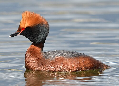 Grèbe esclavon (Podiceps auritus)