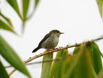 Éroesse verte (Neomixis viridis)