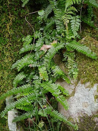 Asplenium normale