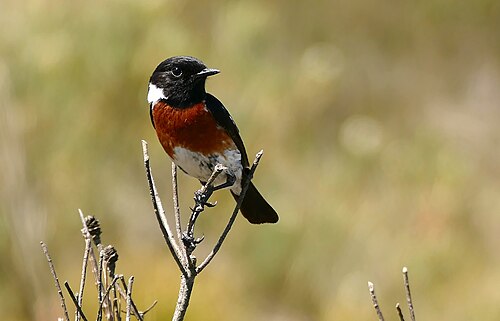 Tarier d'Afrique (Saxicola torquatus)