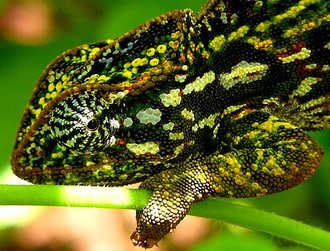 Furcifer lateralis