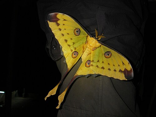 Papillon comète de Madagascar (Argema mittrei)