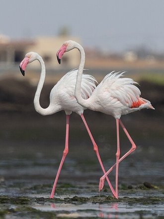 Flamant rose (Phoenicopterus roseus)