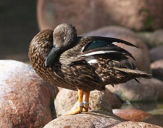 Canard de Meller (Anas melleri)