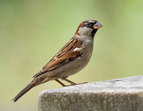 Moineau domestique (Passer domesticus)
