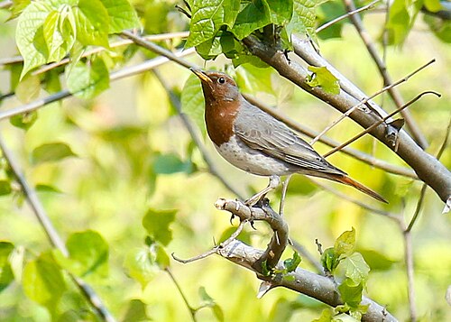 Grive à gorge rousse (Turdus ruficollis)