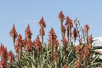 Aloé arborescente (Aloe arborescens)