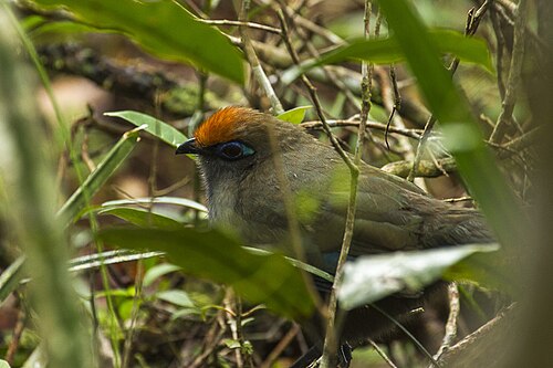 Coua de Reynaud (Coua reynaudii)