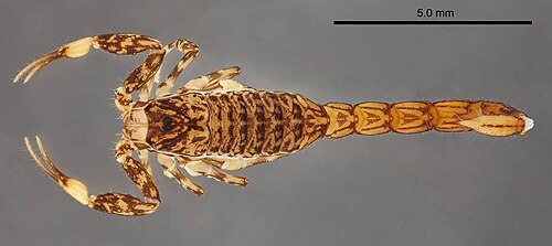 Microcharmus cloudsleythompsoni