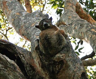 Petit lépilémur (Lepilemur ruficaudatus)