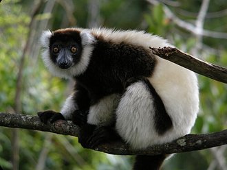 Lémur vari (Varecia variegata)
