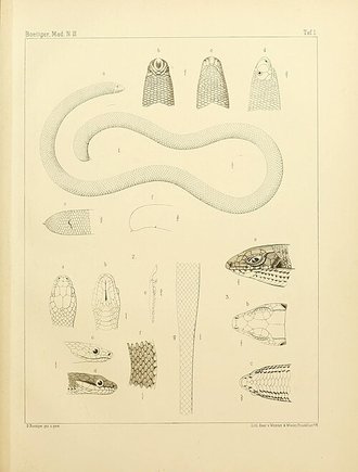 Madatyphlops mucronatus