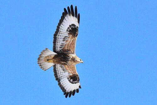 Buse de Chine (Buteo hemilasius)