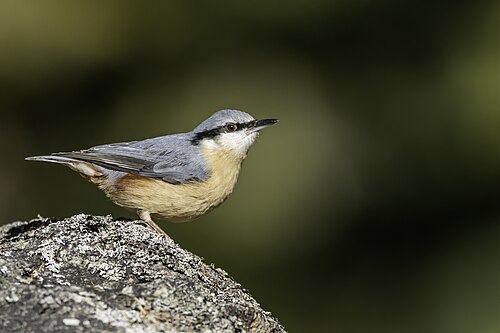 Sittelle torchepot (Sitta europaea)