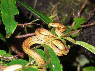 Compsophis laphystia