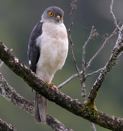Épervier de Frances (Accipiter francesiae)