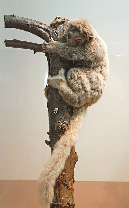 Lepilemur dorsalis