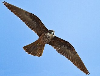 Faucon d'Éléonore (Falco eleonorae)