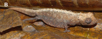 Brookesia tristis