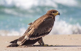 Aigle des steppes (Aquila nipalensis)