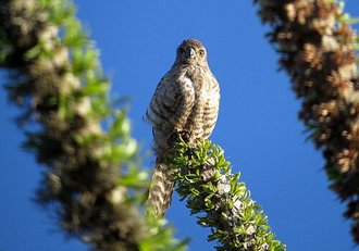 Faucon à ventre rayé (Falco zoniventris)