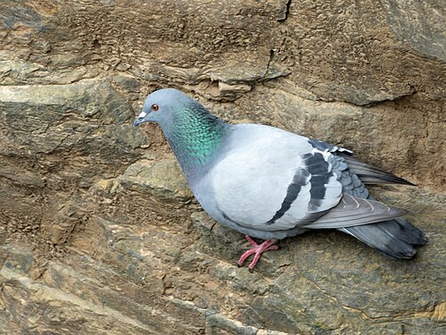 Pigeon biset (Columba livia)