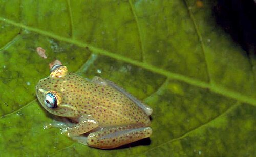 Boophis tasymena