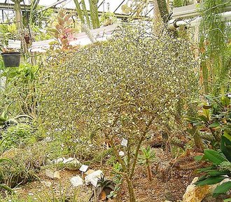 Decarya madagascariensis
