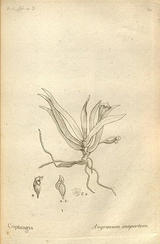 Angraecum inapertum