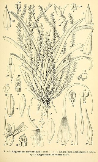 Angraecum myrianthum