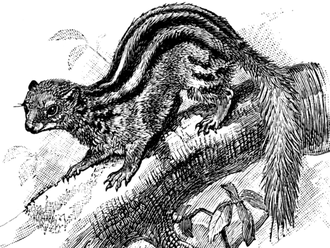 Galidictis fasciata