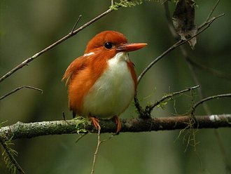 Martin-pêcheur malgache (Corythornis madagascariensis)