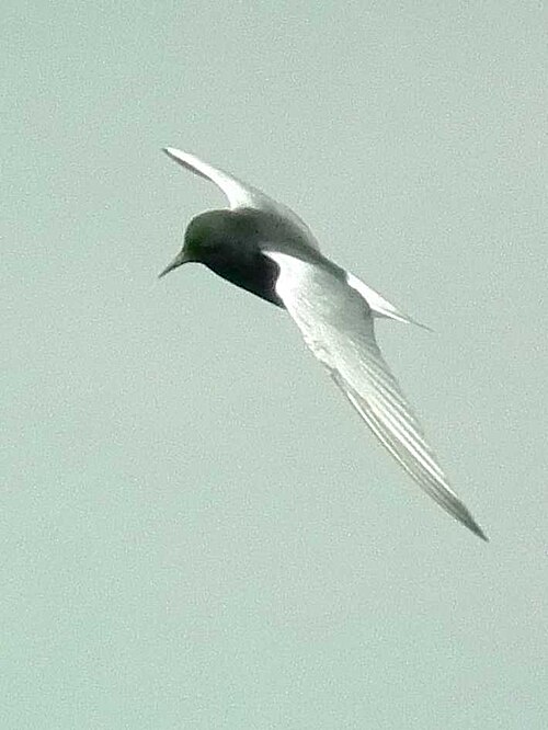 Guifette leucoptère (Chlidonias leucopterus)