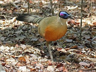 Coua géant (Coua gigas)