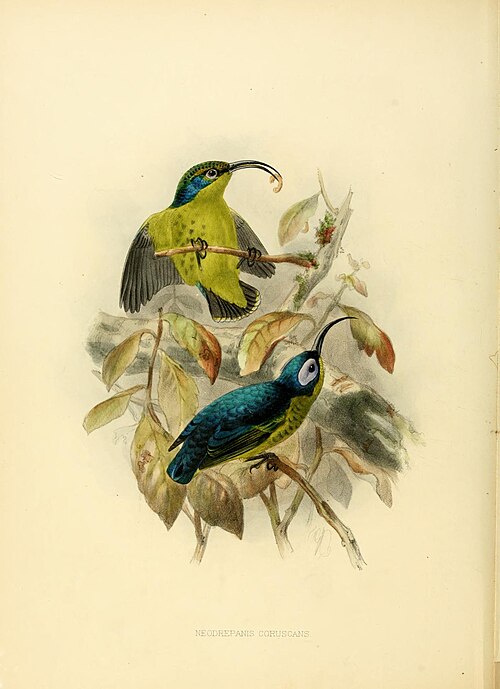 Philépitte souïmanga (Neodrepanis coruscans)