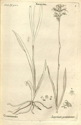 Cynorkis graminea