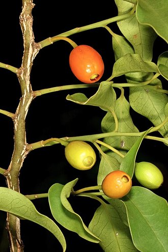 Olax dissitiflora