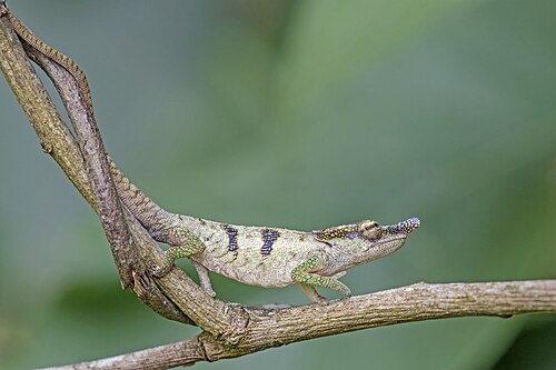 Calumma boettgeri