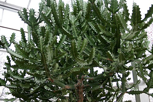 Euphorbia lactea
