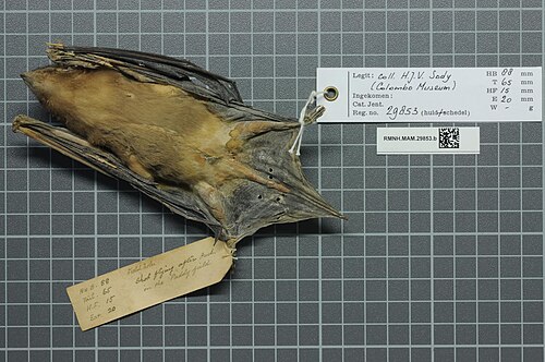 Scotophilus robustus