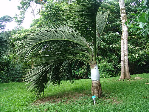 Dypsis decipiens