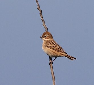 Bruant de Pallas (Emberiza pallasi)