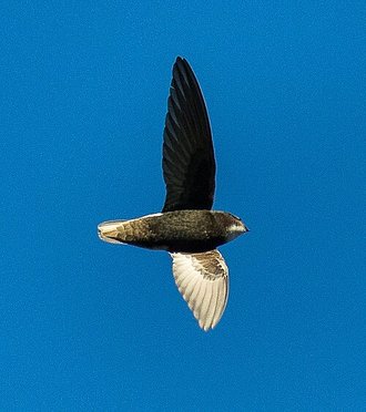 Martinet des maisons (Apus affinis)