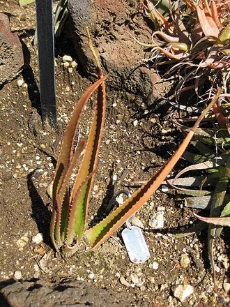 Aloe schomeri