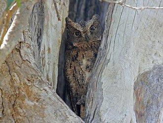 Petit-duc malgache (Otus rutilus)