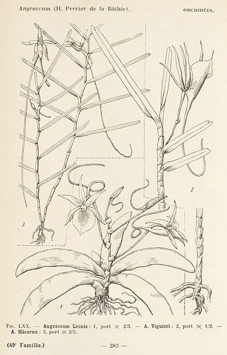 Angraecum filicornu