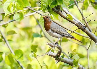 Grive à gorge rousse (Turdus ruficollis)