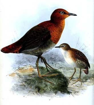 Râle de Waters (Sarothrura watersi)
